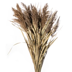 cannuccia con foglie