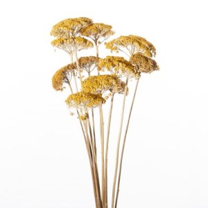 ACHILLEA 