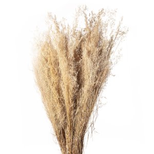 AGROSTIS 