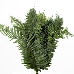WESTERN FERN
