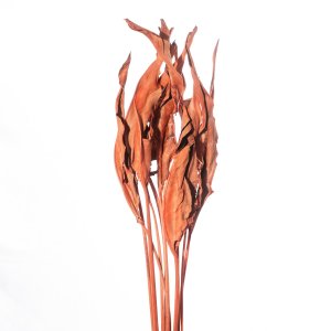 ESTRELIZIA - ARANCIO CH 07/P, PZ, SFUSO