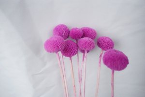 CRASPEDIA - AMETISTA 118/P, CARTA MARRONE, X 10 PZ