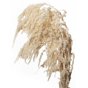 AMARANTHUS RECTO BIANCO 01 CARTA MARRONE X 1 MZ