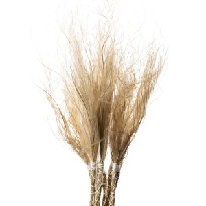 STIPA PENNATA TUFFS NATURALE MAZZO X 10 PZ