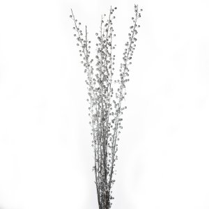 SCROFULARIA ARGENTO PZ SFUSO