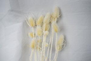 CARDO RAMIFICATO - BIANCO 01, SACCHETTO, X 100 GR