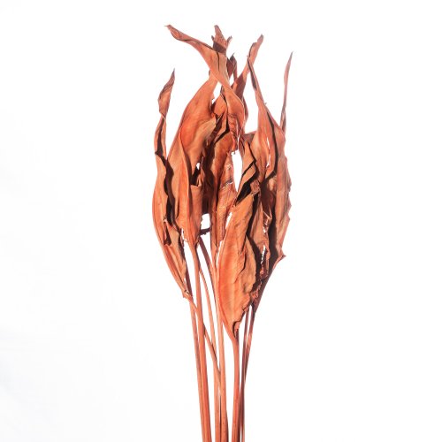 ESTRELIZIA - ARANCIO CH 07/P, PZ, SFUSO