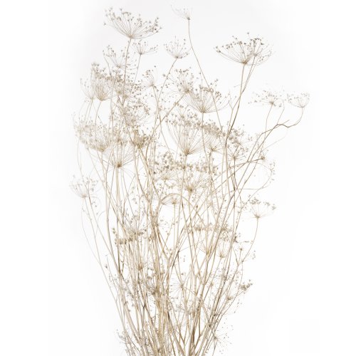 OMBRELLIFERA BIANCO 01 KG SFUSO