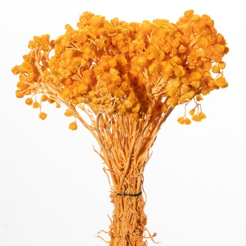 IMMORTELLEN ARANCIO CH 07/P SACCHETTO X 50 GR