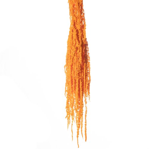 AMARANTHUS ALBICOCCA 41/P SACCHETTO X 150 GR