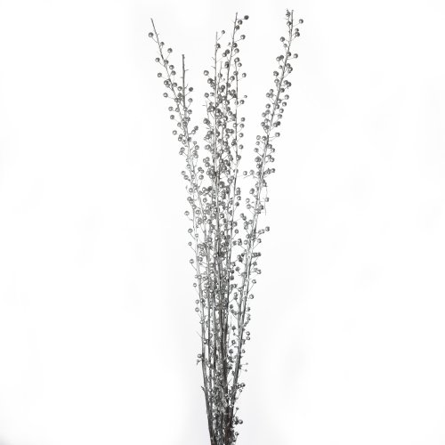 SCROFULARIA ARGENTO PZ SFUSO