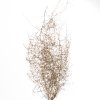 ASPARAGUS SELVATICO ORO KG SFUSO