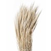 TRITICALE GERSTE BIANCO 01 KG SFUSO