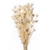 NIGELLA ORIENTALIS BIANCO 01 BUSTE A CONO X 100 GR