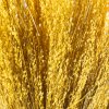 BROMUS SEGRO GIALLO ORO 03/P KG SFUSO