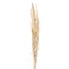 PAMPAS DADANG 70/90 CM BIANCO 01 PZ SFUSO