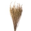 SOLIDAGO NATURALE KG SFUSO