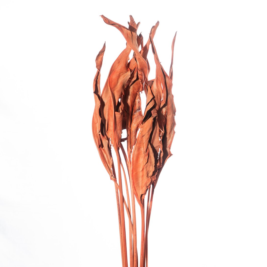 ESTRELIZIA - ARANCIO CH 07/P, PZ, SFUSO