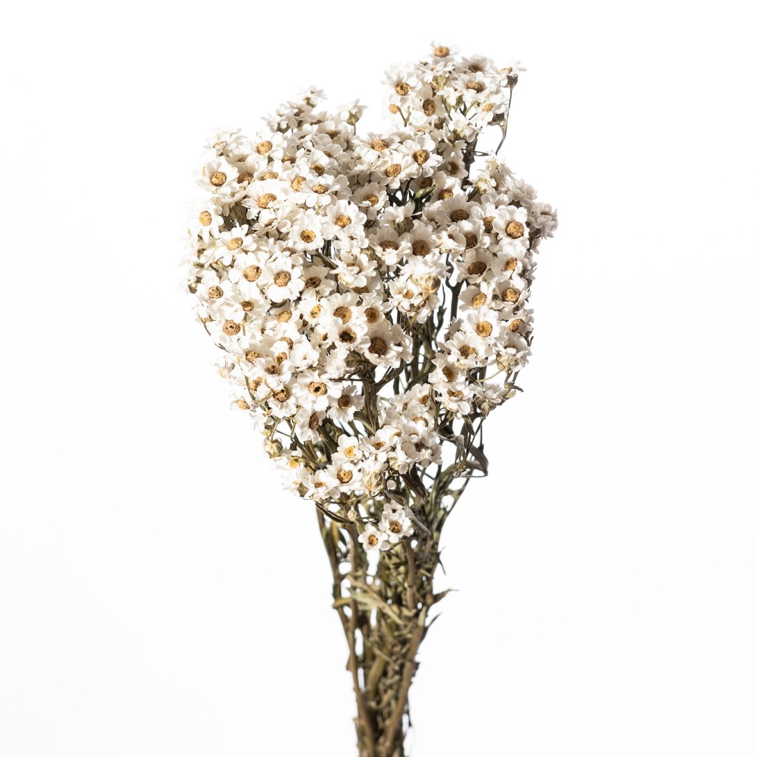 IXODIA 40 CM NATURALE CARTA MARRONE X 10 PZ