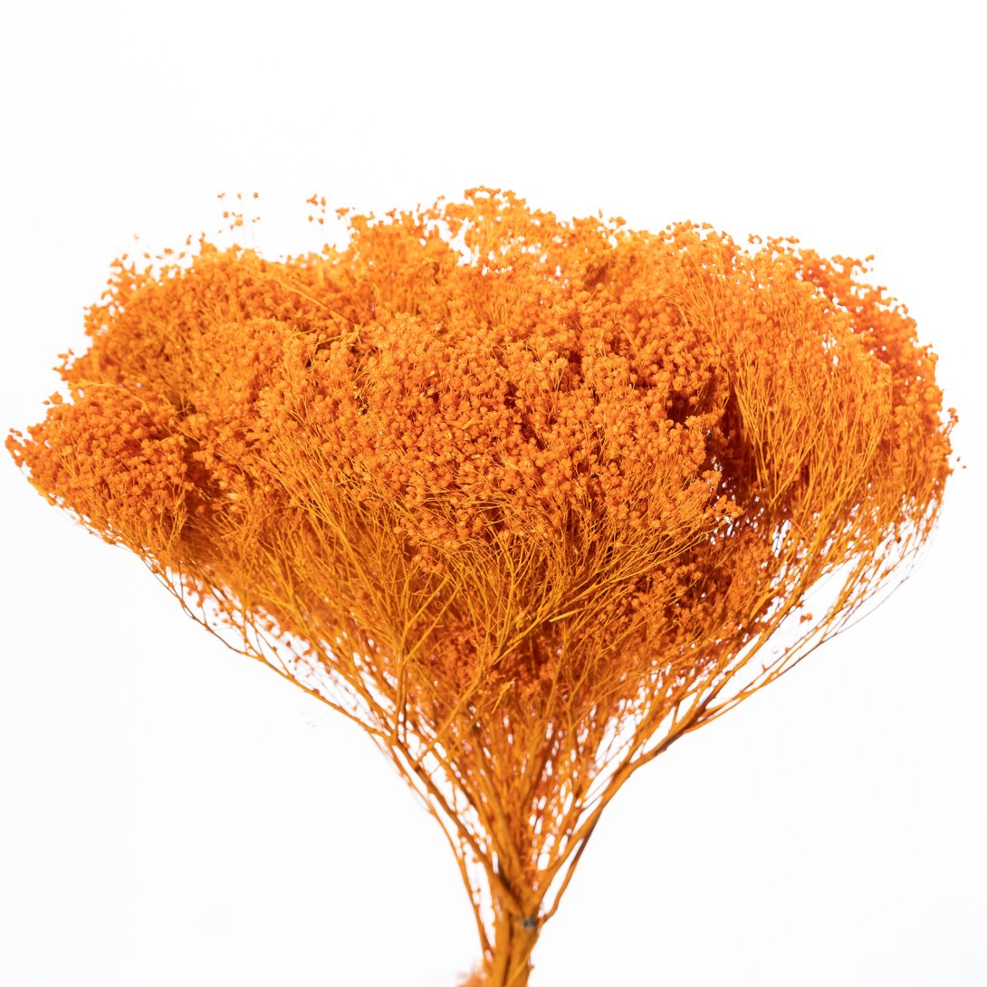 BROOM BLOOM - ALBICOCCA 41/P, BUSTE A CONO, X 100 GR