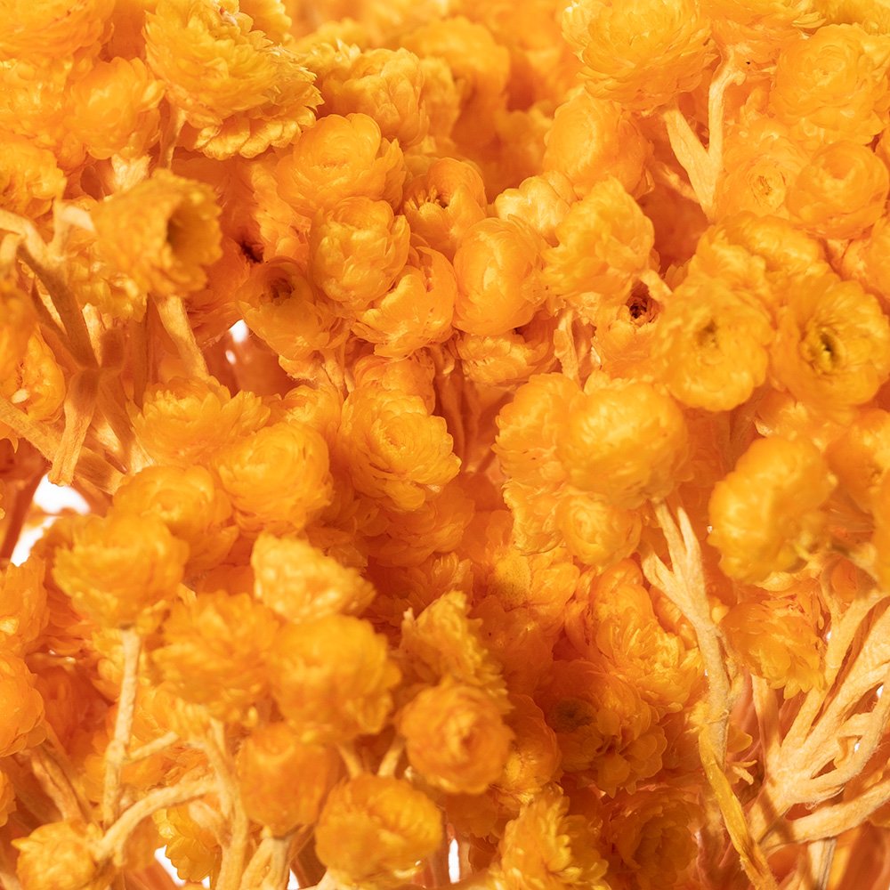 IMMORTELLEN ARANCIO CH 07/P SACCHETTO X 50 GR