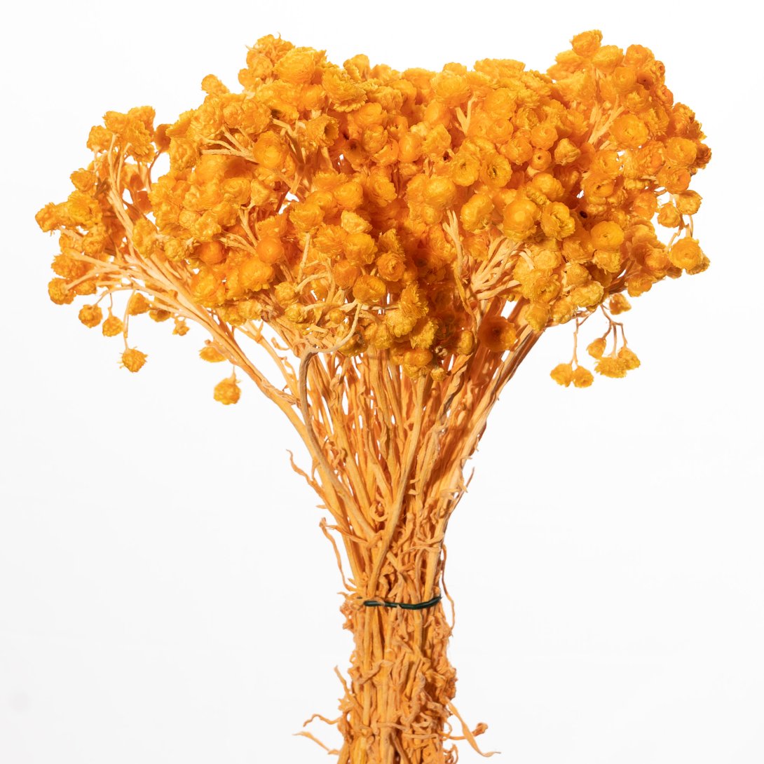 IMMORTELLEN ARANCIO CH 07/P SACCHETTO X 50 GR