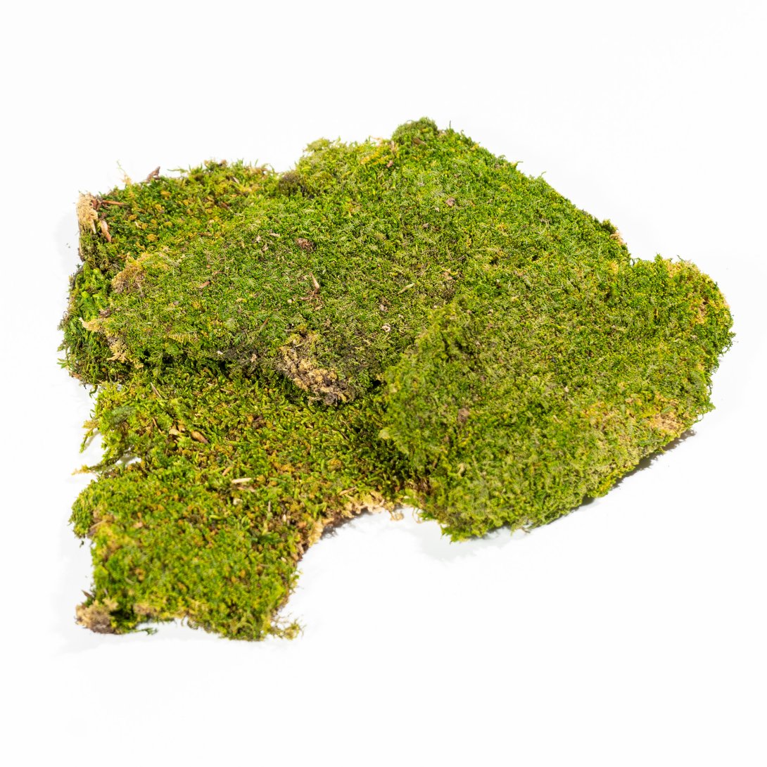 INDIAN MOSS NATURALE KG SFUSO