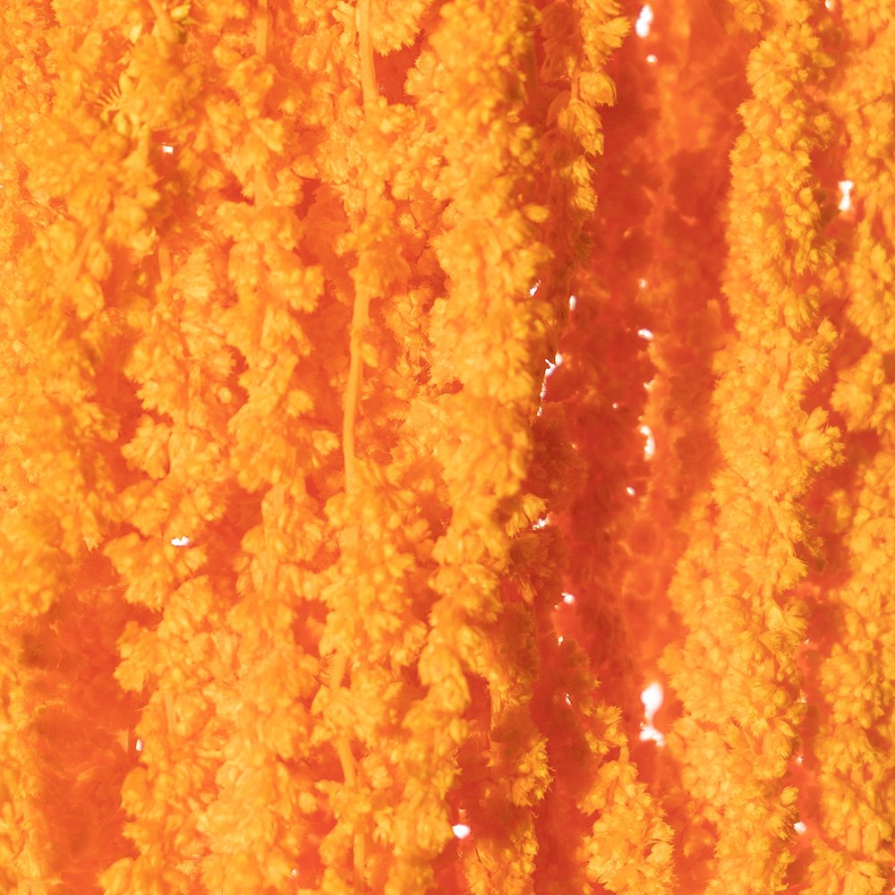 AMARANTHUS ALBICOCCA 41/P SACCHETTO X 150 GR