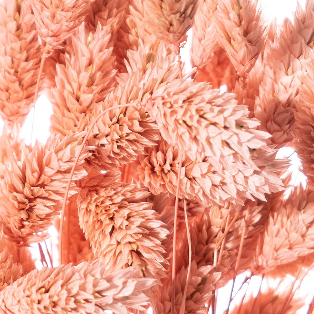 POA BABY ROSA 04/P SACCHETTO X 80 GR