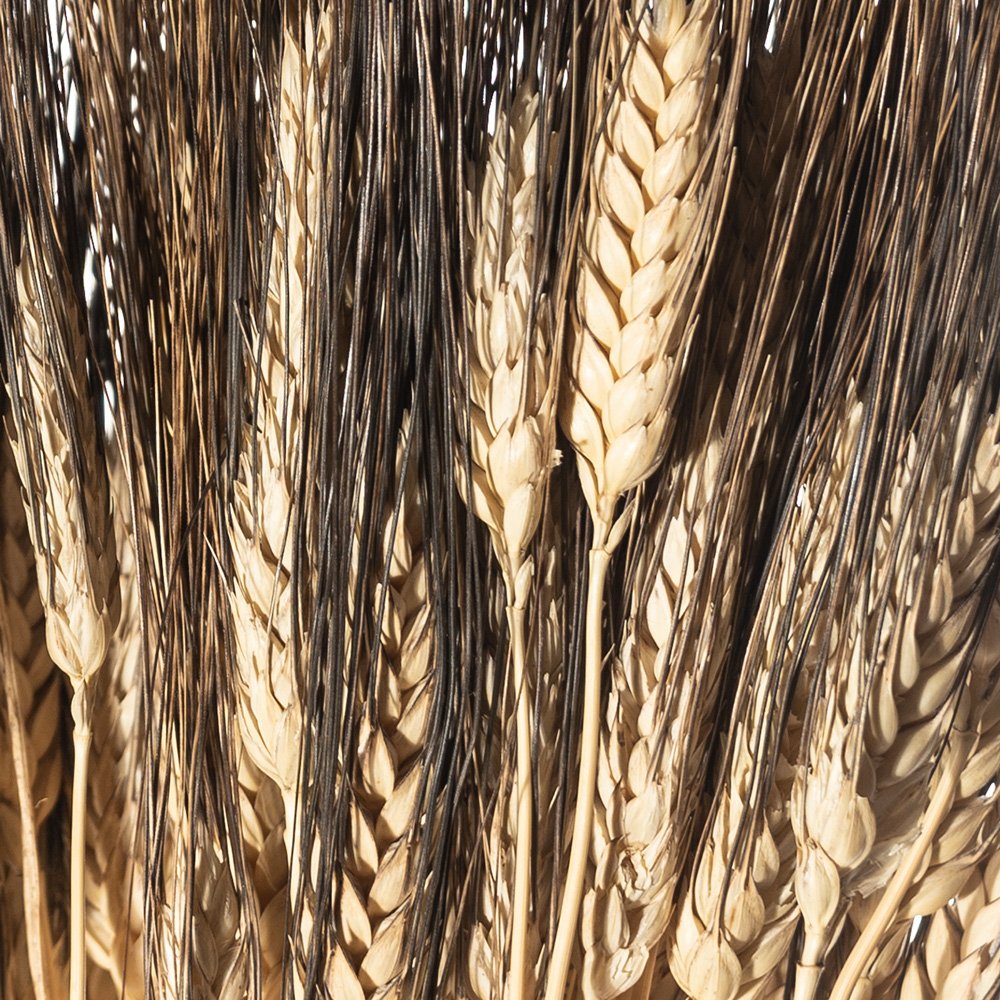 GRANO BAFFO NERO NATURALE KG SFUSO