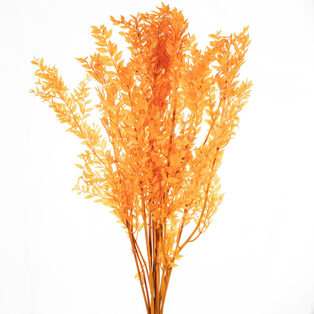 RUSCUS - ALBICOCCA 41/P, KG, SFUSO