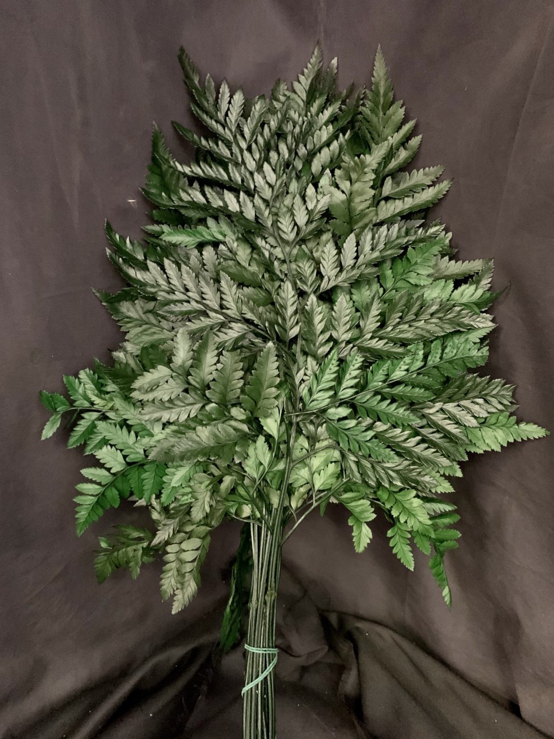 LEATHER FERN - VERDE 89, MAZZO, X 20 PZ