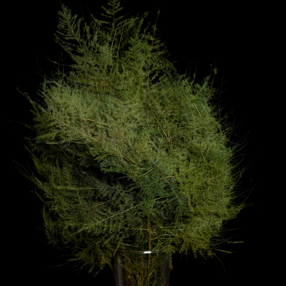 ASPARAGUS PLUMOSO - VERDE 89, MAZZO, X 50 PZ